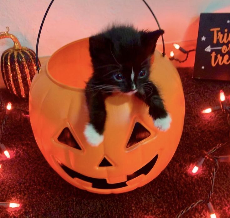 kattunge halloween