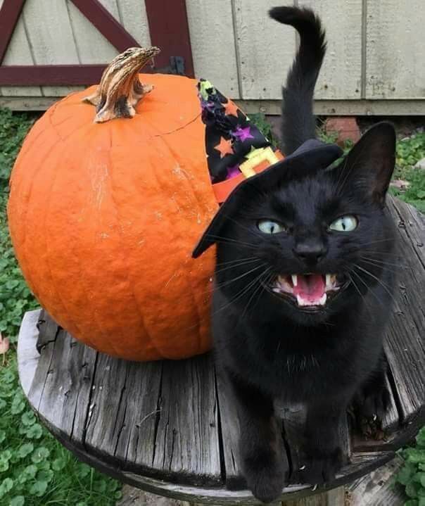 Halloween katt